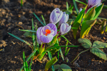Small tulips in the garden. Spring, gardening. Purple crocus flowers in the soil close-up, in the rays of sunset, selective focus. The first spring flowers, snowdrops.