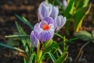 Obraz na płótnie Canvas Small tulips in the garden. Spring, gardening. Purple crocus flowers in the soil close-up, in the rays of sunset, selective focus. The first spring flowers, snowdrops.