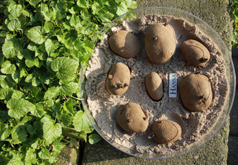 medium-early, firm cooking potato variety