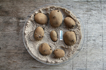medium-early, firm cooking potato variety