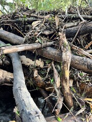 roots of tree