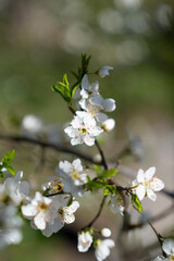Cherry blossom in spring, macro photo with shallow depth of field