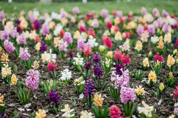 Large flower bed with colorful hyacinths in the botanical garden closeup.