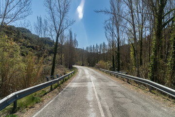 Carretera con chopos