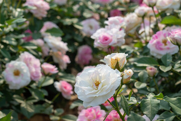 Rose Festival from April to May, Rose Garden, Pink White Yellow Roses