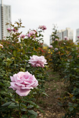 Rose Festival from April to May, Rose Garden, Pink Roses