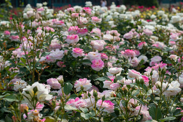 Rose Festival from April to May, Rose Garden, Pink White Roses
