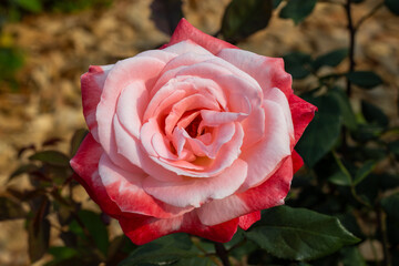 Rose Festival from April to May, Rose Garden, Pink Rose
