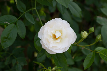 Rose Festival from April to May, Rose Garden, White Rose