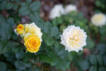 Rose Festival from April to May, Rose Garden, Yellow White Roses