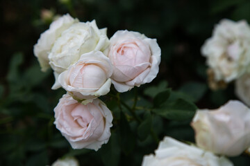 Rose Festival from April to May, Rose Garden, White Baby pink Roses