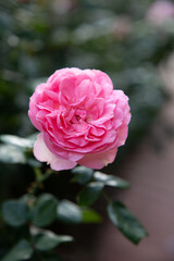 Rose Festival from April to May, Rose Garden, Pink Rose