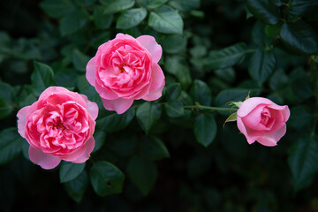 Rose Festival from April to May, Rose Garden, Pink Roses