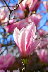 magnolia flower branch, pink purple magnolia bough closeup