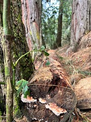 trunk of a tree