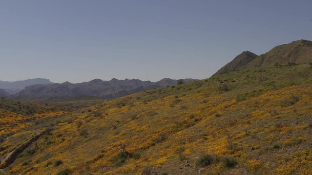 An aerial view of  flowers blooming at the Tonto national forest in the spring.