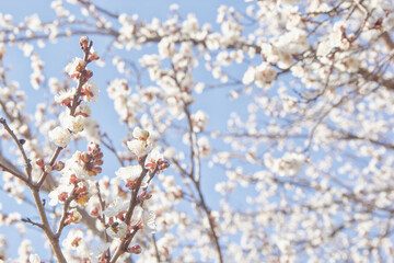 Selective focus of beautiful branches of white blossoms on the tree under blue sky, Beautiful Sakura flowers during spring season in the park, Floral pattern texture, Nature background.