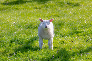 Selective focus of newborn baby sheep standing on green grass with warm sunlight in the morning, Young lambs walking on the field in spring season, Open farm in countryside, Netherlands.