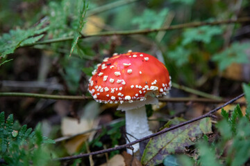 fly agaric mushroom