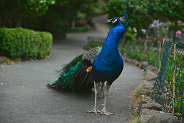 Fototapeta premium Peacocks in the park AUSTRALIA. Tasmania