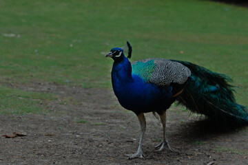 Obraz premium Peacock is a bird with a beautiful tail.