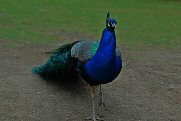 Fototapeta premium Peacock is a bird with a beautiful tail.