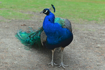 Fototapeta premium Peacock is a bird with a beautiful tail.