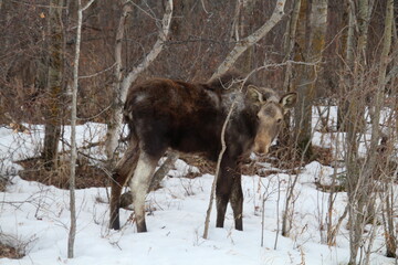 Moose In The Woods, Alberta