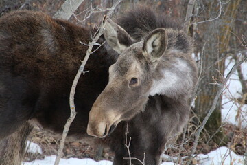 moose in the snow