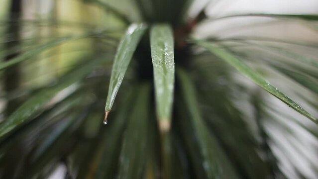 Rain falls on the leaves of a yucca plant.