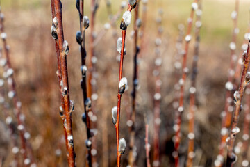 Pussy-willow catkins on straight stems.