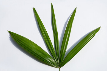 Lady palm leaf on white background.