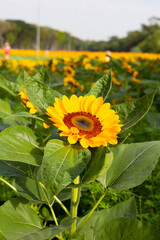 Sunflower field, Beautiful summer landscape.