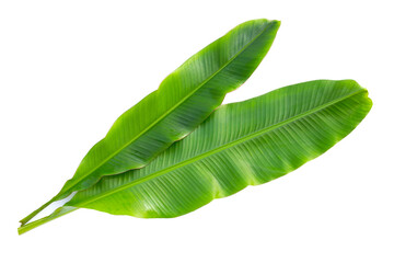 Fresh banana leaves on white background.