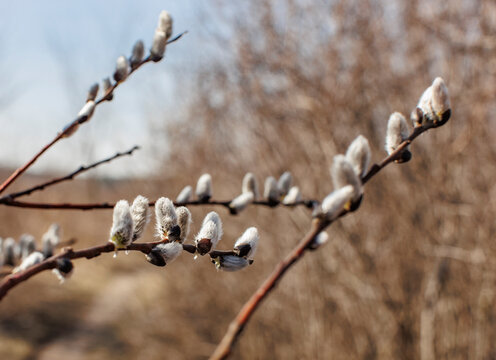 Branches with fuzzy pussy-willow catkins in the early spring. 