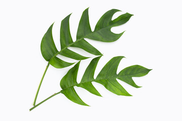 Rhaphidophora tetrasperma mini monstera green leaves