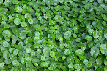 Fresh green centella asiatica leaves