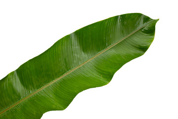 green leaf isolated on white