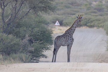 giraffe on a gravel road in namibia