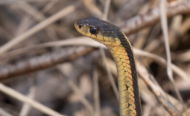 common garter snake gets a close up while it raises up to look about - obrazy, fototapety, plakaty