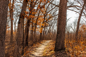 Fototapeta na wymiar A hiking trail in a golden oak tree forest in the autumn.