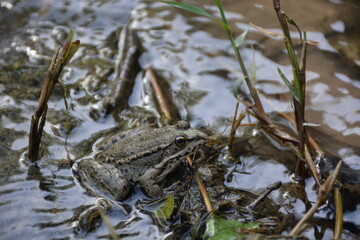 frog in the water