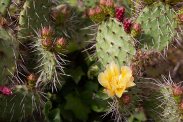 Beautiful prickly green cactus in hot summer weather in nature