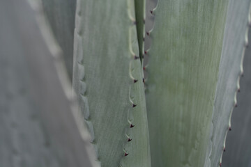 Maguey macro