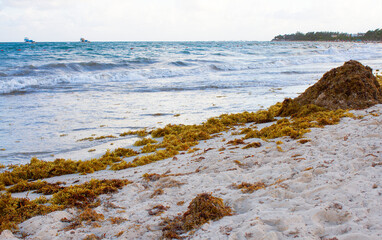 Playa Del Carmen Quintana Roo Mexico beach is covered in sargassum seaweed with seaweed pile on the sand, ocean view in the background