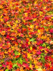 The fallen sunsides one autumn day