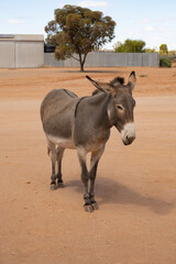 Donkey in the desert with tree