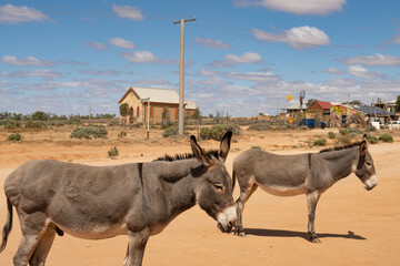Two donkeys with Wesleyan Methodist Church in the back ground in Silverton, New South Wales, Australia. Blue sky with white, fluffy clouds