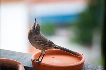 mockingbird perched on an apartment balcony in the city center