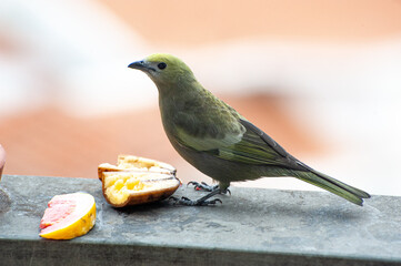 Palm Tanager eating a fruits on a balcony of an apartment in the city center